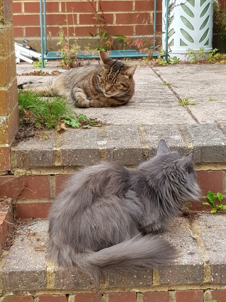 Thug Cat part 2. What, has this thing appeared again tonight?