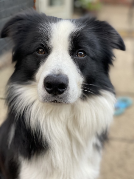 show me your dogs!