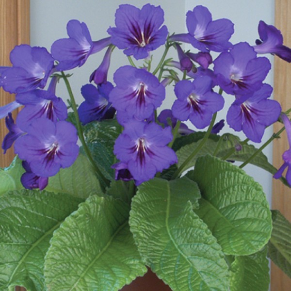 Please recommend house plants even I can't kill off?