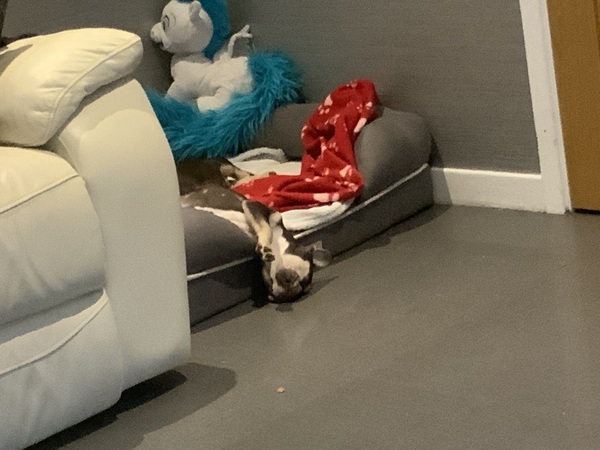 Puppy survival thread! July/August! Roll up!