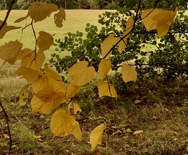 That strange time of the year twixt summer and fall...