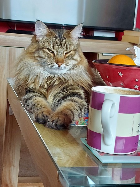 What's your DCat up to today? (Thread 8)