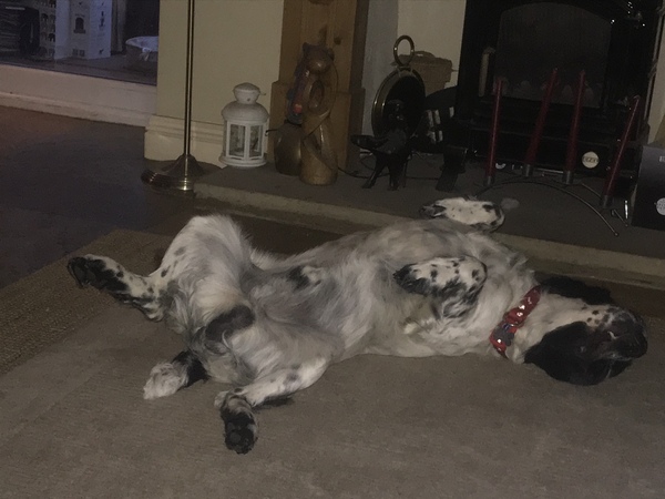 show me your dogs!