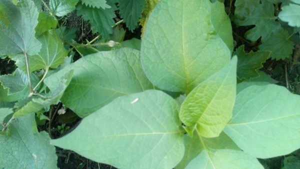 Plant Identification help