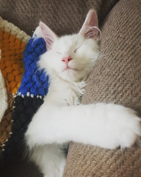 Photo thread for kittens!