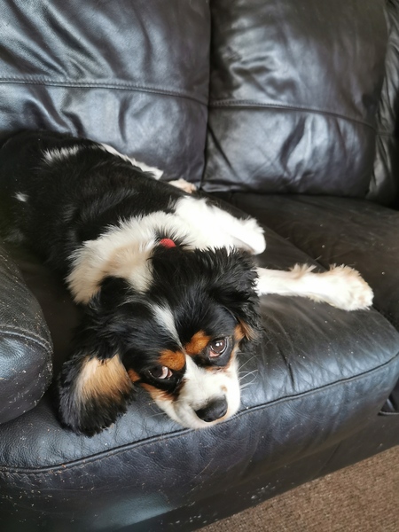 show me your dogs!