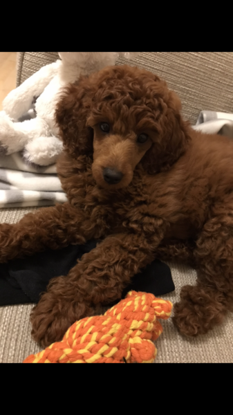 Talk to me about poodles!