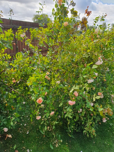 Rose bush collapse - cut back now?