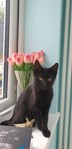 Photo thread for kittens!