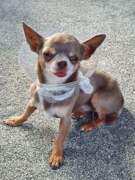 Ddog got neutered today