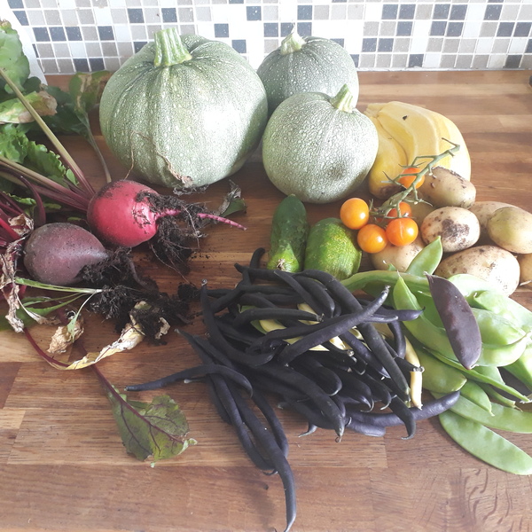 Allotment/Veg Patch Thread 16  Weather weirdness prevails !