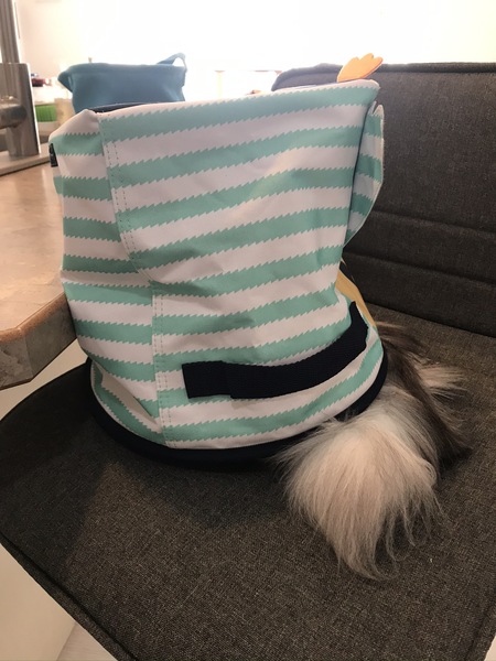 I think there might be a cat in the window