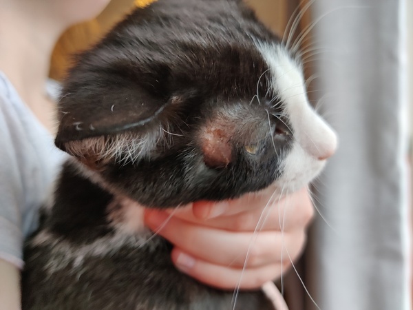 Possible mange in cat