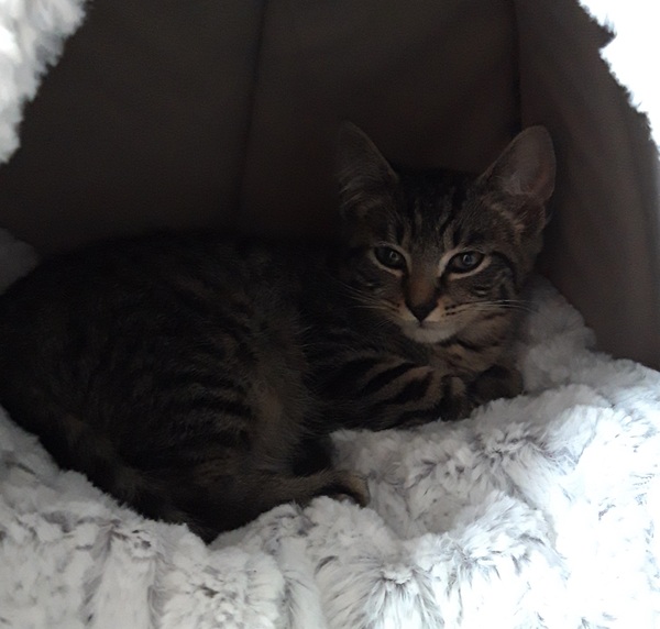 New kitten and I'm itchy :(
