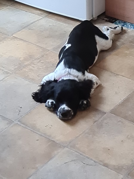 show me your dogs!