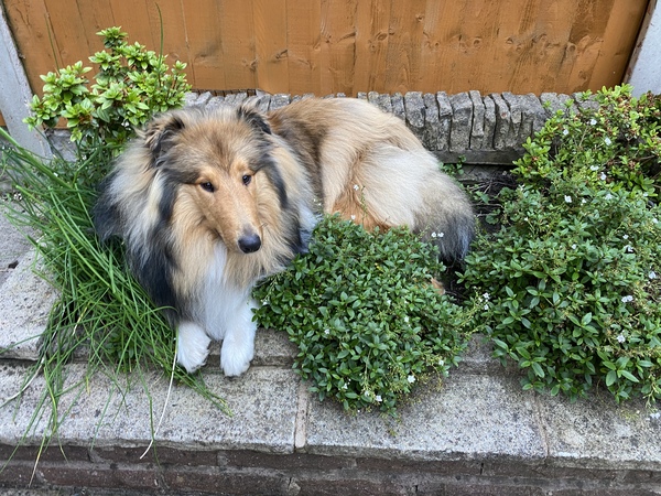 show me your dogs!