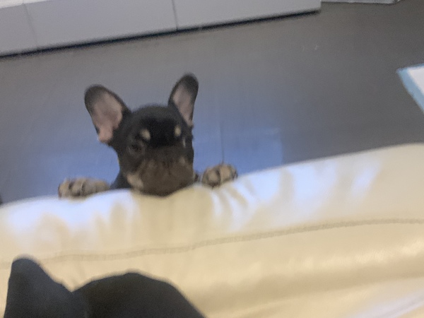 Puppy survival thread! July/August! Roll up!