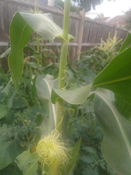 Allotment/Veg Patch Thread 16  Weather weirdness prevails !