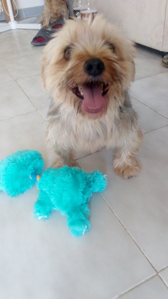show me your dogs!