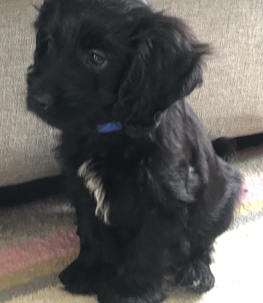Puppy survival thread! July/August! Roll up!