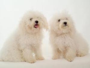 Help me work out what breed of dog this is