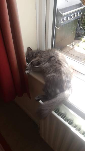 What's your DCat up to today? (Thread 8)