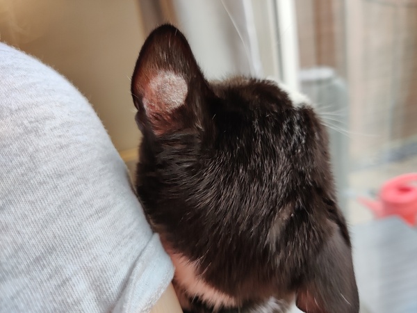 Kittens itchy and scabby around ears and eyes