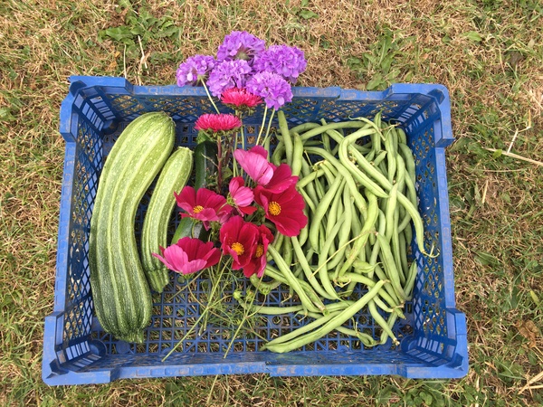 Allotment/Veg Patch Thread 16  Weather weirdness prevails !