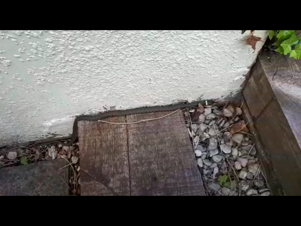 Is this a grass snake?