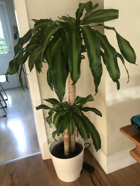 Please recommend house plants even I can't kill off?