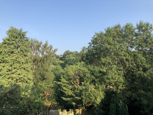 Advice on neighbour/garden