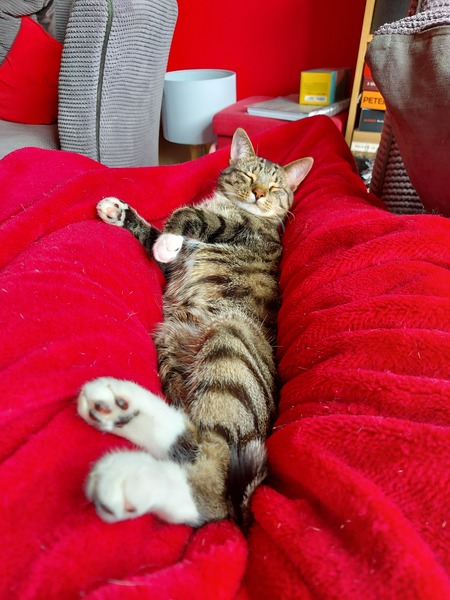 What's your DCat up to today? (Thread 8)