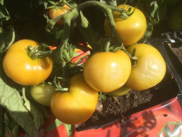 Can anyone help my tomatoes please?