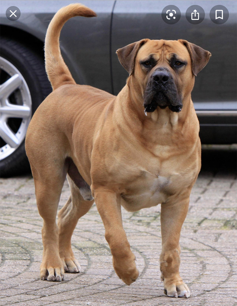 If you was to recommend a ‘guard dog’ which breed would it be?