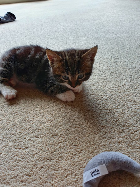 Introducing Millie