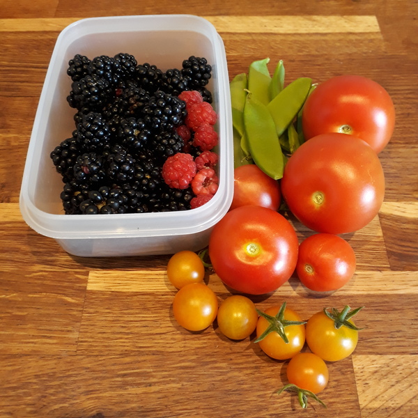Allotment/Veg Patch Thread 16  Weather weirdness prevails !