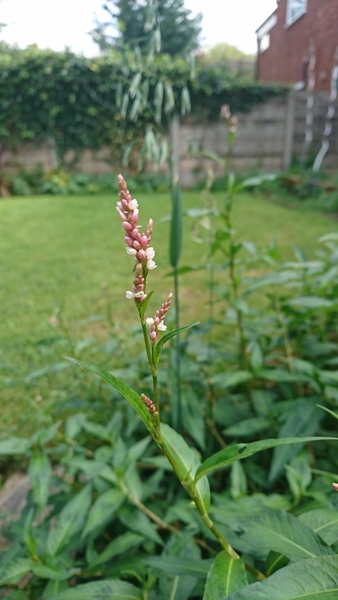 Plant ID please for new gardener