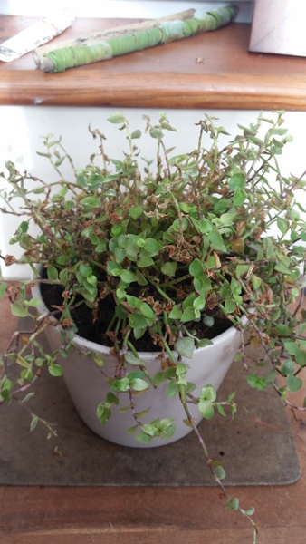 Can you please identify this plant?