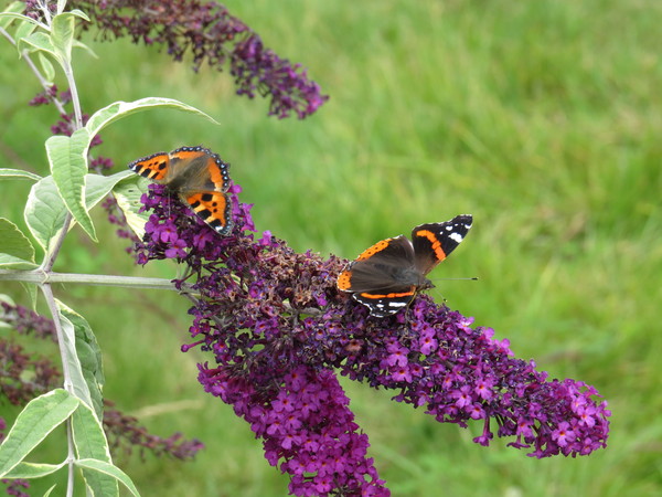 Any Witches Here? Part 12.