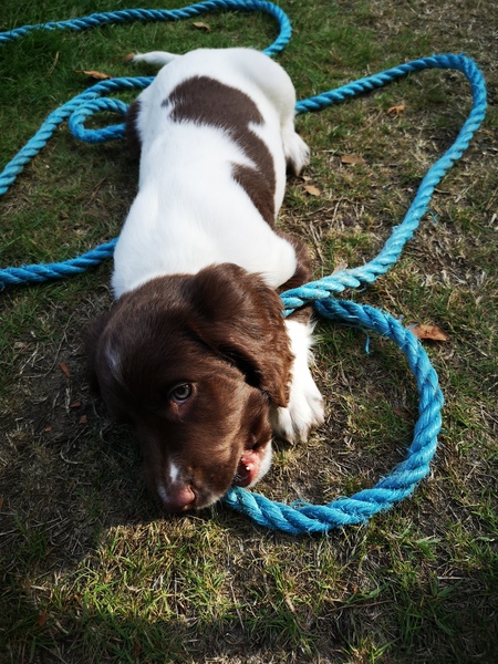 Puppy survival thread! July/August! Roll up!