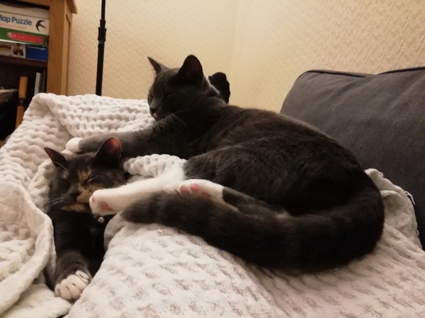 Photo thread for kittens!