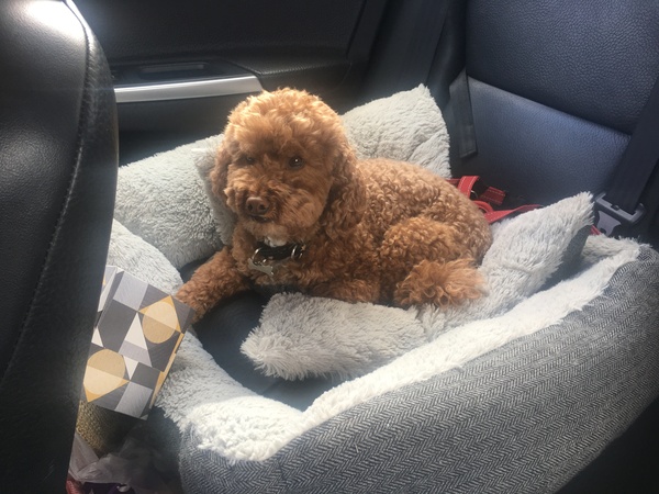 show me your dogs!