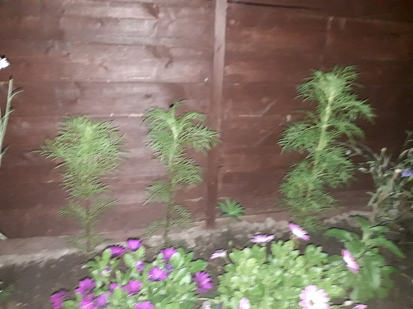 Non-flowering cosmos woes