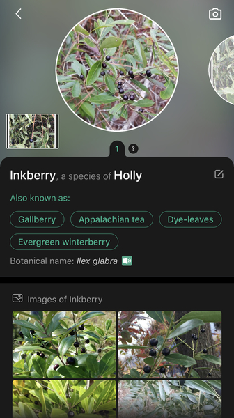 To ask is this a toxic bush?? DS ate a berry!