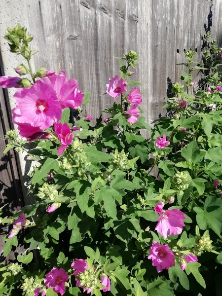 Lavatera rust, again!