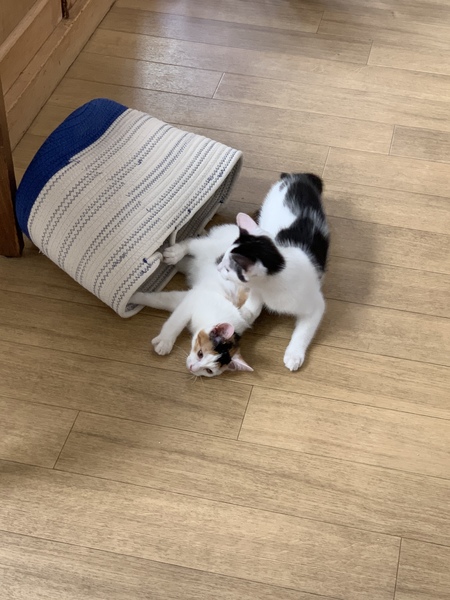 New kittens