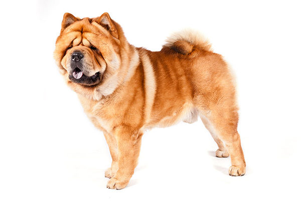 ChowChow
