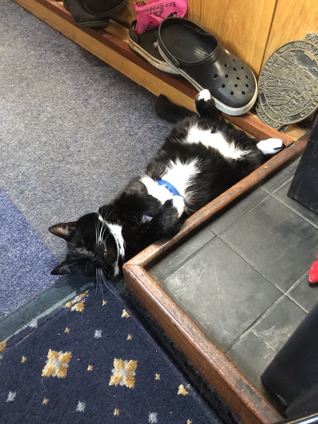 What's your DCat up to today? (Thread 8)