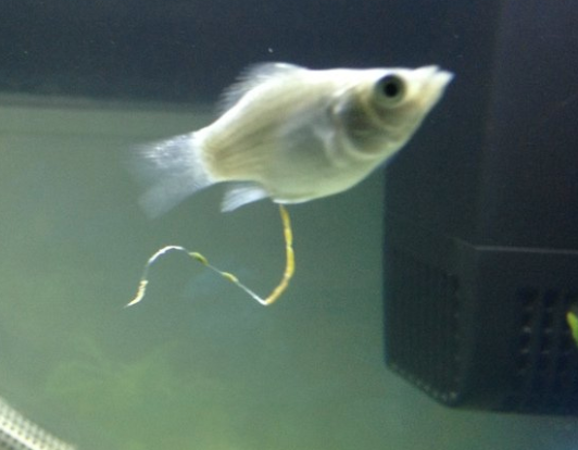 Merpeople Poo.