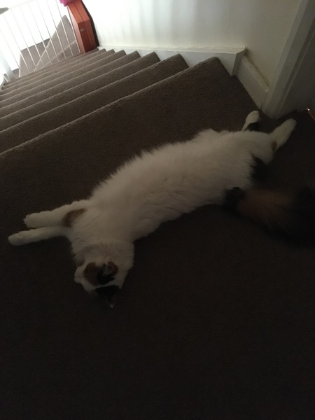 Liquid cat